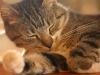Sex Toys For Kitties?