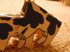 Cow's Were Had