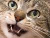 Meow!