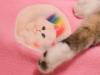 Rainbows And Kittens For The Hippy
