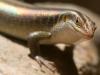 Rainbow Skink???