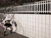 This Is What Spider Monkeys Do At Night